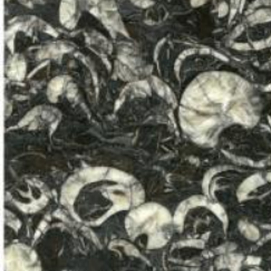 Black Fossil Marble