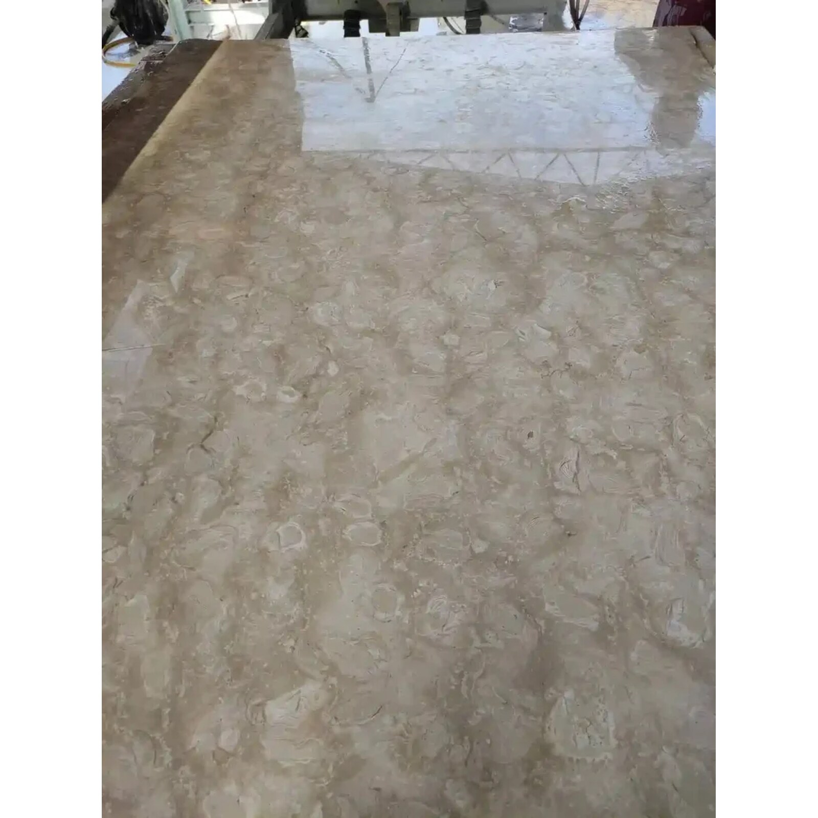 Ocean Reef Shellstone – Polished Large Format